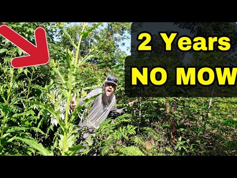 This Grass Was 8 Feet Tall… but the Story Behind It Was Even Bigger