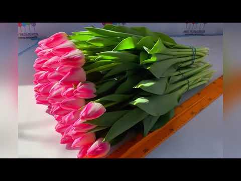 Итоги выгонки тюльпанов 2021 (часть 1)