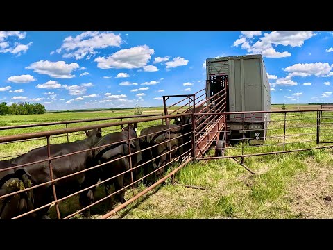 We Can't Afford To Keep These Cows!!