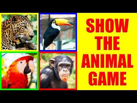 Show me the RAINFOREST ANIMAL Game for Kids - Where is the animal?
