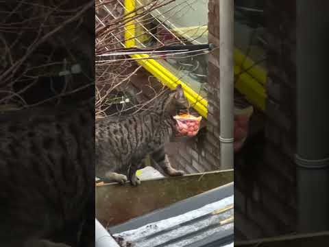 Cat #cats #funnyvideo #meme #funnycats #funnydogs #shorts #dog