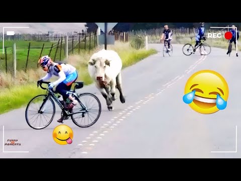 😂New Try Not To Laugh Challenge of The Week | Funniest Compilation 2025 funny video