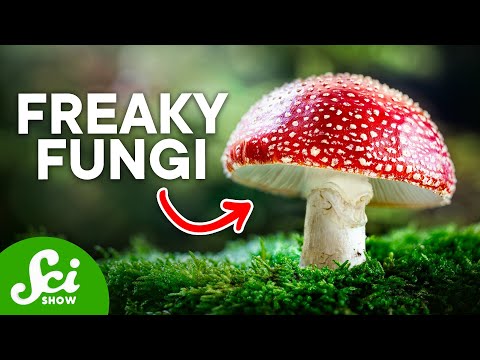 The Craziest Fungi On Earth Today