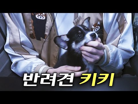 유기견을 입양했습니다