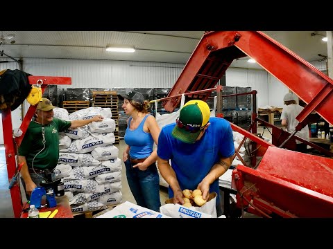 Sunday Fun Day on a Sweet corn & Potato Farm 8/25/24