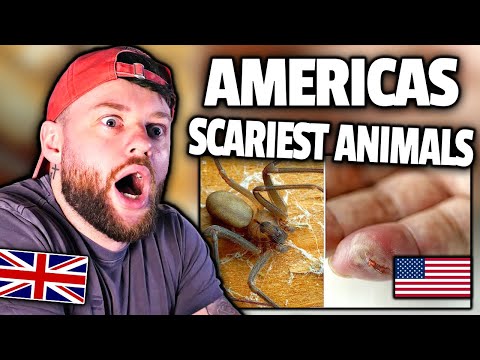 TERRIFIED BRIT Reacts to AMERICAS MOST DANGEROUS ANIMALS