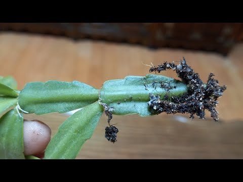 게발선인장 삽목번식 이렇게하면 99% 성공합니다/가장 확실한 두가지 방법