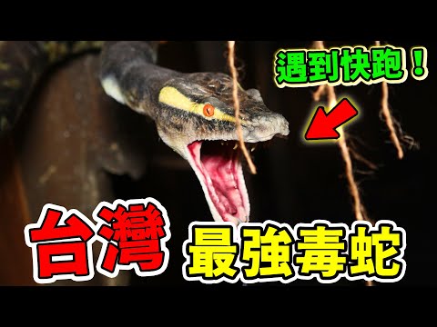 台灣最強的10種毒蛇！第十名沒毒卻年年被追殺，第八名台灣咬人率number 1，第一名百步之內讓人見閻王！