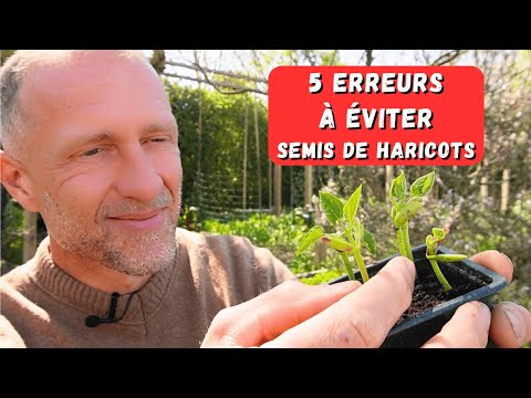 SEMIS DES HARICOTS ► 5 erreurs à éviter au potager