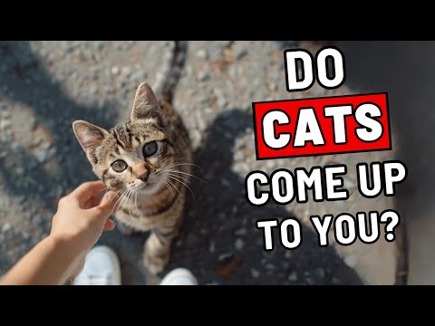 Do Random Cats Come Up to You? Here Is What It Means