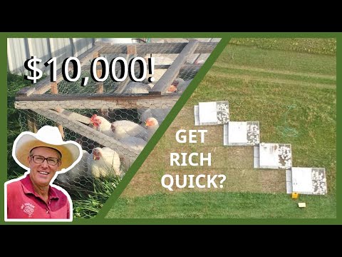 How Much Does it CO$T to Farm Like Joel Salatin? A Real World Example of Pastured Poultry Profits