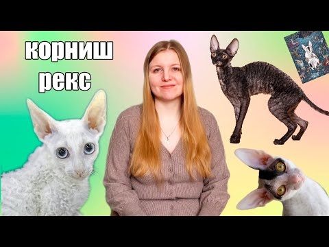 Корниш рекс. История и особенности породы