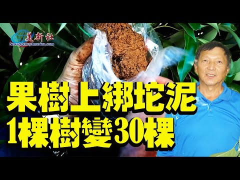 From 1 Tree to 30 With Just Mud!