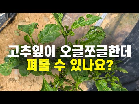 고추잎이 오글쪼글한데 펴줄 수 있나요?