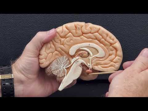 Professor Long 2401 Lab Internal Brain Anatomy