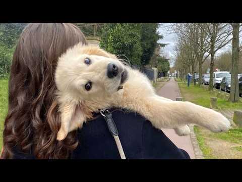 Golden Retrievers Puppies Are Born Comedians! 😍 Top Funniest Dogs in the World!