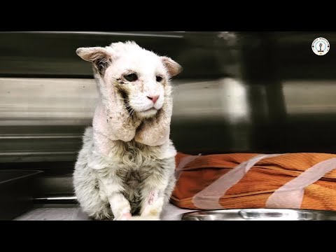 Never knew love, he cried the moment someone fought for his justice