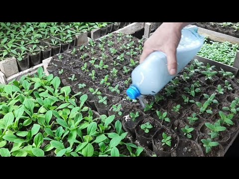 Хотите крепкую рассаду и быстрый рост корней, полейте 1 раз этим всю рассаду, петунию и цветы.