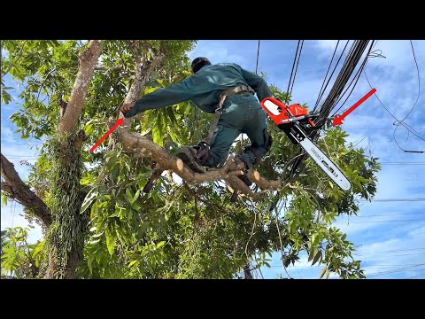 Sawing down a mango tree covered with electric wires, at a crossroads with many vehicles.