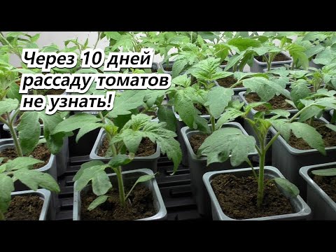 Рассада томатов станет крепкой, коренастой и тёмно-зелёной.