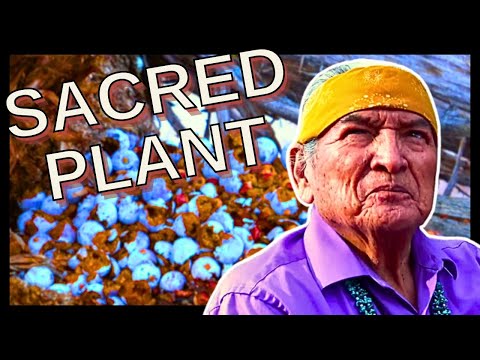 Native American (Navajo) People Use This Plant For Many Different Things.