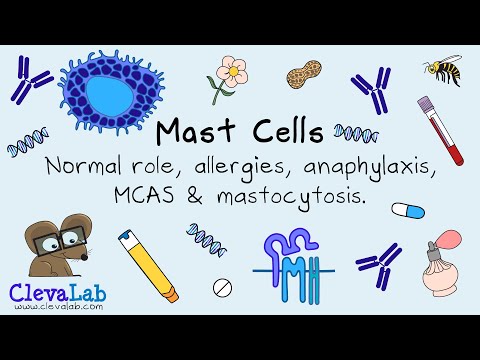 Mast Cells | Normal Role, Allergies, Anaphylaxis, MCAS & Mastocytosis.