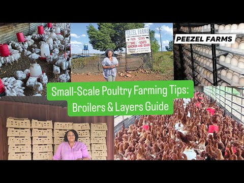 How She Built a Poultry Empire in South Africa | Peezel Farms Success Story