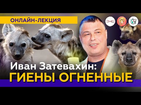 Гиены огненные: Иван Затевахин о самых странных хищниках