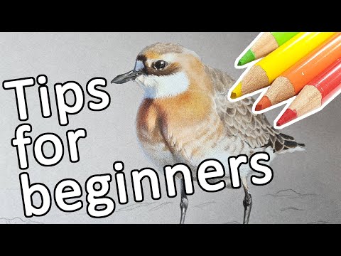 BEST ADVICE for beginner color pencil artists. 6 things you need to know before starting out.