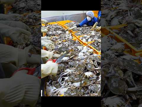 밥도둑? 이건 그냥 밥강도!! 매콤함이 완전 끝내주는 양념게장 대량생산 Spicy seasoning marinated crab / Korean street food #shorts