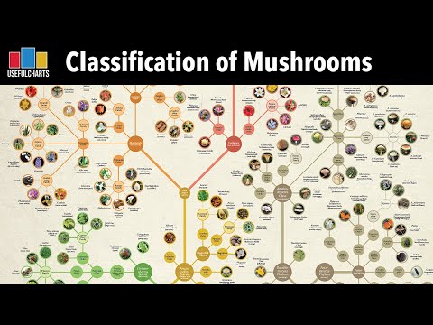 Classification of Mushrooms & Other Fungi