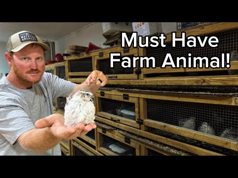 Are Quail Better Than Chickens?