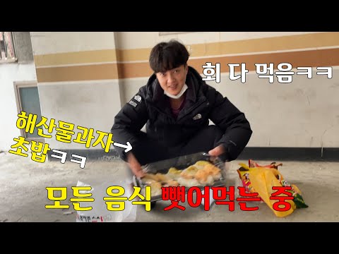 하루가 멀다하고 매일 먹는 돼지! 음식 모두 뺏어먹기!ㅋㅋㅋㅋ