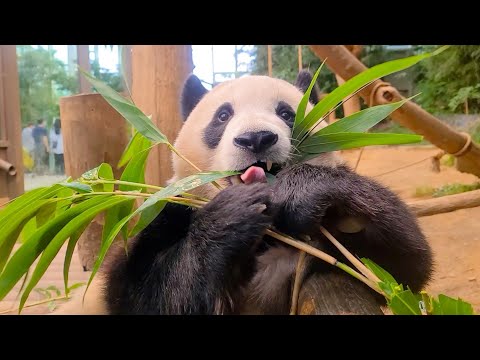 우리가 사랑한 그 시절 푸바오 초근접 모음집