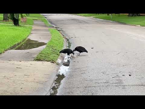 Vultures eating dead Animal in the neighborhood streets