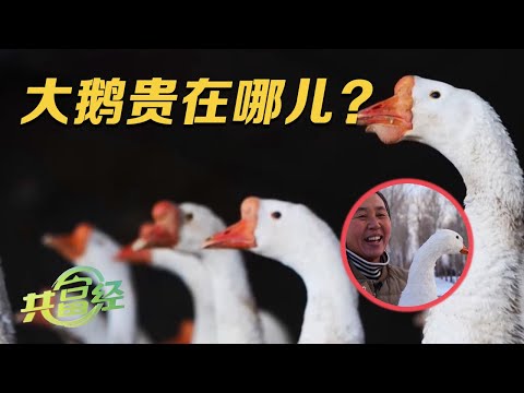 为什么大鹅能卖高价?一颗鹅蛋售价高达5元,鹅肉和鹅毛在她手里都变成了可以赚钱的宝贝!|「共富经」20240131
