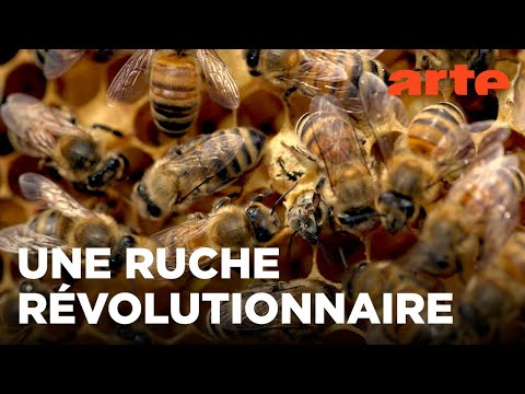 Un paradis pour les abeilles | Les maîtres des abeilles | ARTE Family