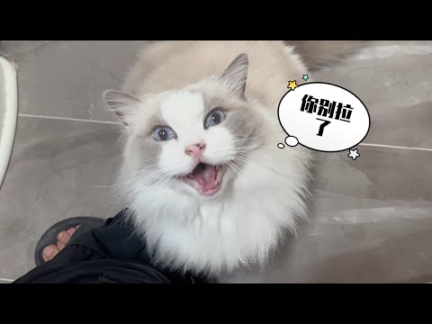 铲屎官刚要撒零食，一阵便意冲向厕所，猫咪们不干了