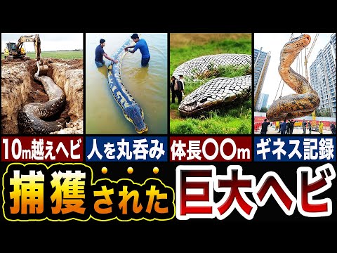 捕獲された巨大ヘビたちが想像の斜め上すぎる…捕獲された巨大蛇TOP7!!（ゆっくり解説）