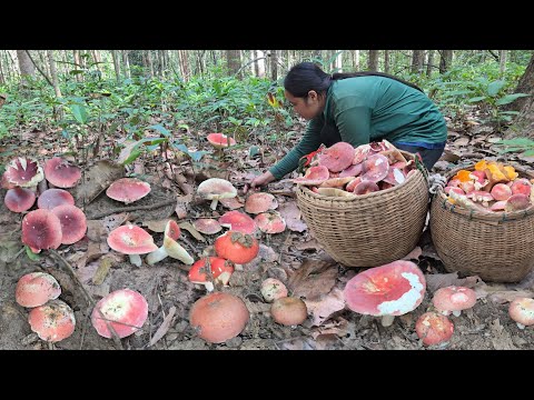 เก็บเห็ดก่อแดงป่ายางนา!! คัดเอาดอกงามๆออกหมู่ใหญ่ๆ เก็บหมายเดียวที่เดียวได้เป็นหาบใหญ่ๆ!!10ธ.ค2568