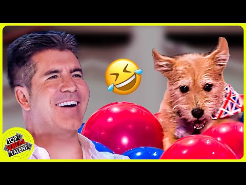 These Hilarious Animal Acts Will Make You LOL!😂