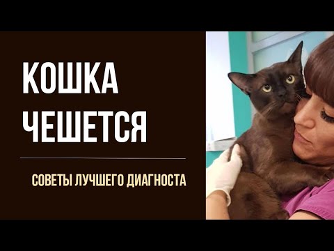 Как безопасно избавить кошку от ушного зуда, блох и клещей | О котятах и взрослых кошках