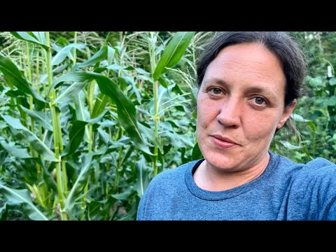 It Can Wait til Tomorrow || October Beans, Blueberry Dessert & Sweet Potato Biscuits || July 2025