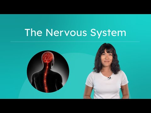 The Nervous System - Sending Messages Through the Body