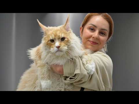 Biggest Cat I've Ever Groomed...Biggest Baby Too