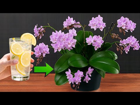 Just give it 1 cup! The flowerless orchid suddenly sprouted and bloomed wildly