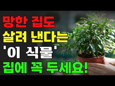 망한집도 다시 일어납니다! 풍수 대가들이 집에 꼭 둔다고 하는 이 식물의 놀라운 힘 | 집안 기운이 확 달라지는 재물운 식물 공개 | 재물복 | 풍수
