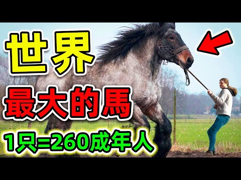 全世界最大的10種超級巨馬！第一名體重高達3100斤，比人類力量更強260倍，卻沒人敢騎。|#世界之最top #世界之最 #出類拔萃 #腦洞大開 #top10 #最大的馬