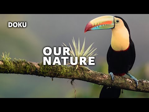 Our Nature (ganze Dokumentation auf Deutsch, Naturdoku, Tierdoku, komplette Natur Doku in HD)