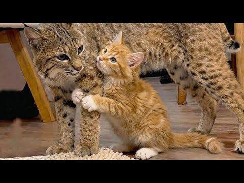 The Frozen Bobcat Was Supposed To Stay One Night—But When My Cat Saw Him, She Did The UNTHINKABLE!